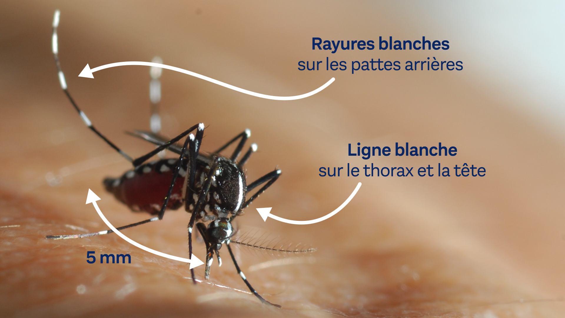 Actions de lutte anti moustique tigre : “Check list” et courrier de l’ARS